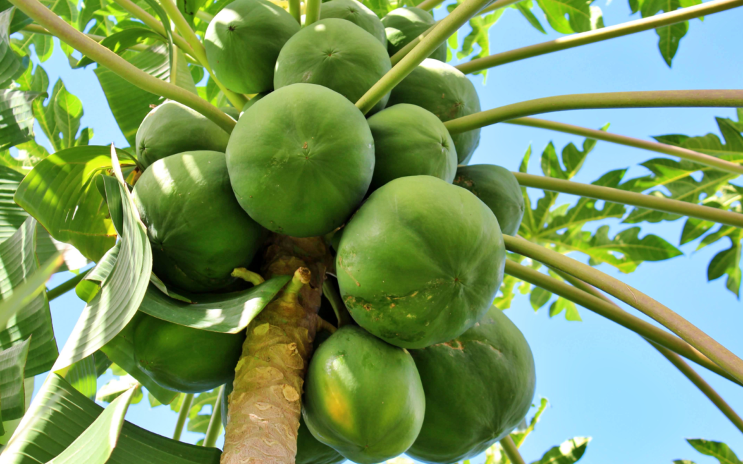 Papaya: the fruit of the angels