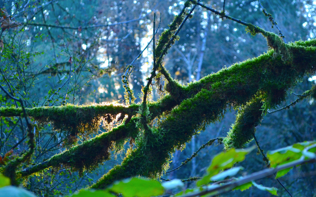 Epiphyte: Aerial plants, ornamental plants, bioindicator and purifying plants… nothing special! 